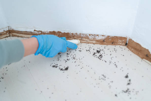 Best Emergency Pest Control  in Owosso, MI